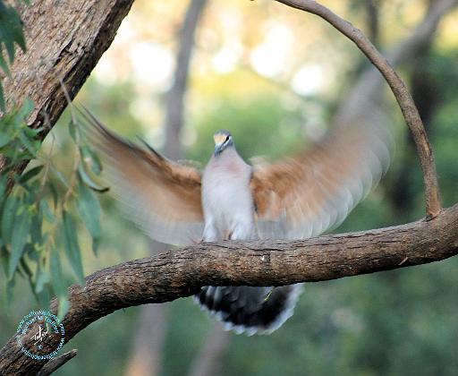 Australian Common Bronzewing 9Y179D-046.JPG